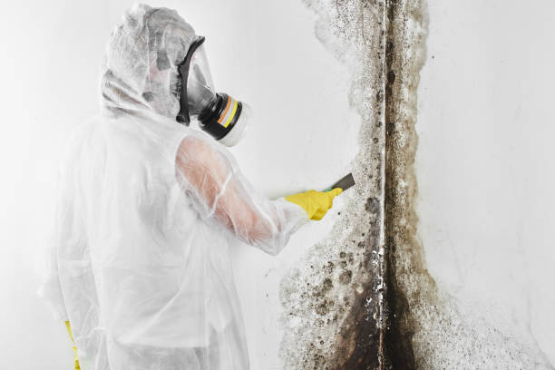 Best Professional Mold Removal  in Riverton, WY