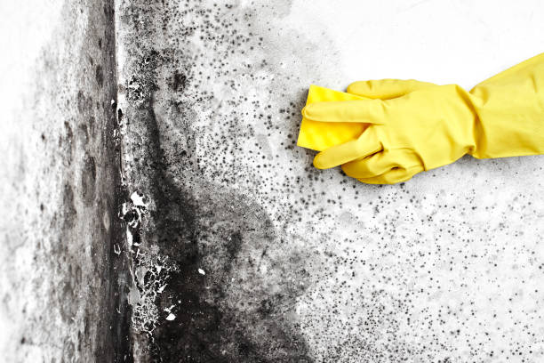Best Mold Remediation  in Riverton, WY