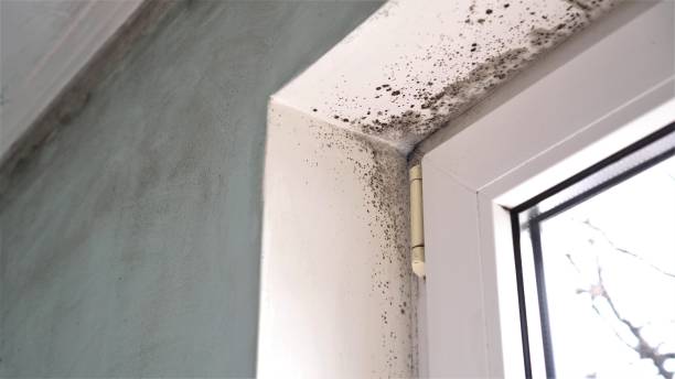 Best Office Mold Removal Services  in Riverton, WY