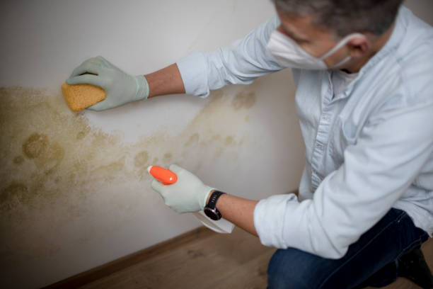 Best Mold Removal and Inspection  in Riverton, WY