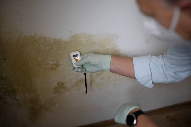 Best Toxic Mold Removal  in Riverton, WY