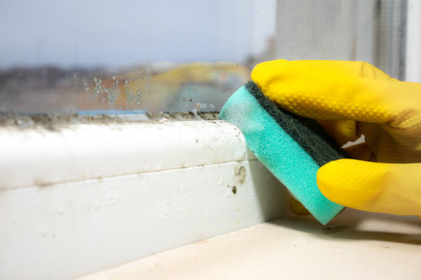 Best Emergency Mold Removal  in Riverton, WY