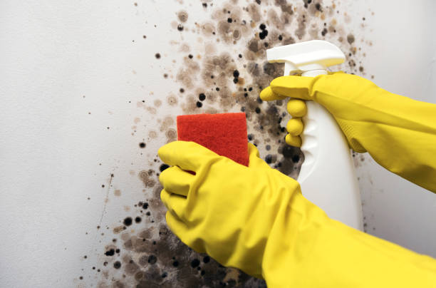 Best Commercial Mold Removal  in Riverton, WY